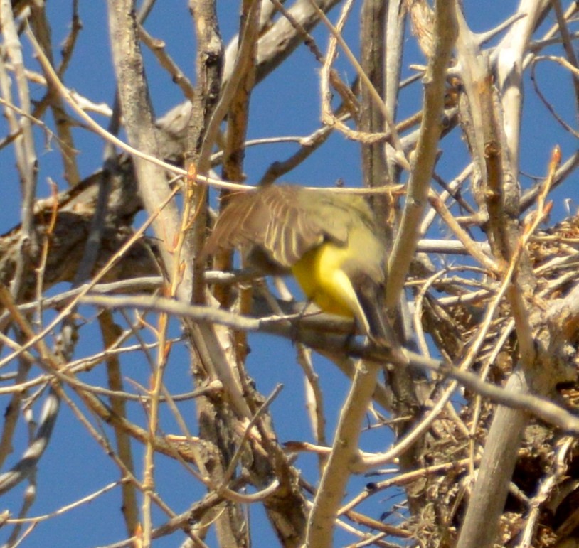 Western Kingbird - ML228799001
