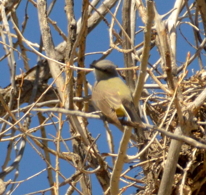 Western Kingbird - ML228799011