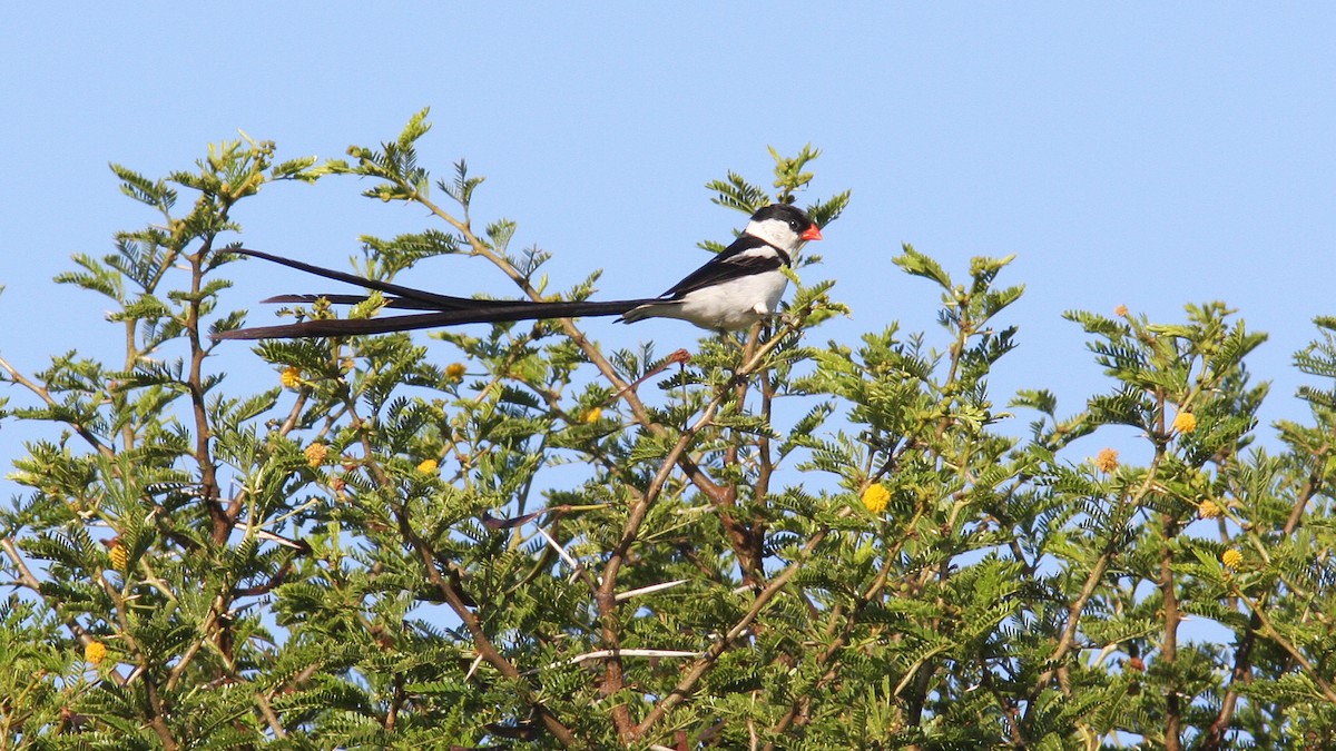 Pin-tailed Whydah - ML22879981