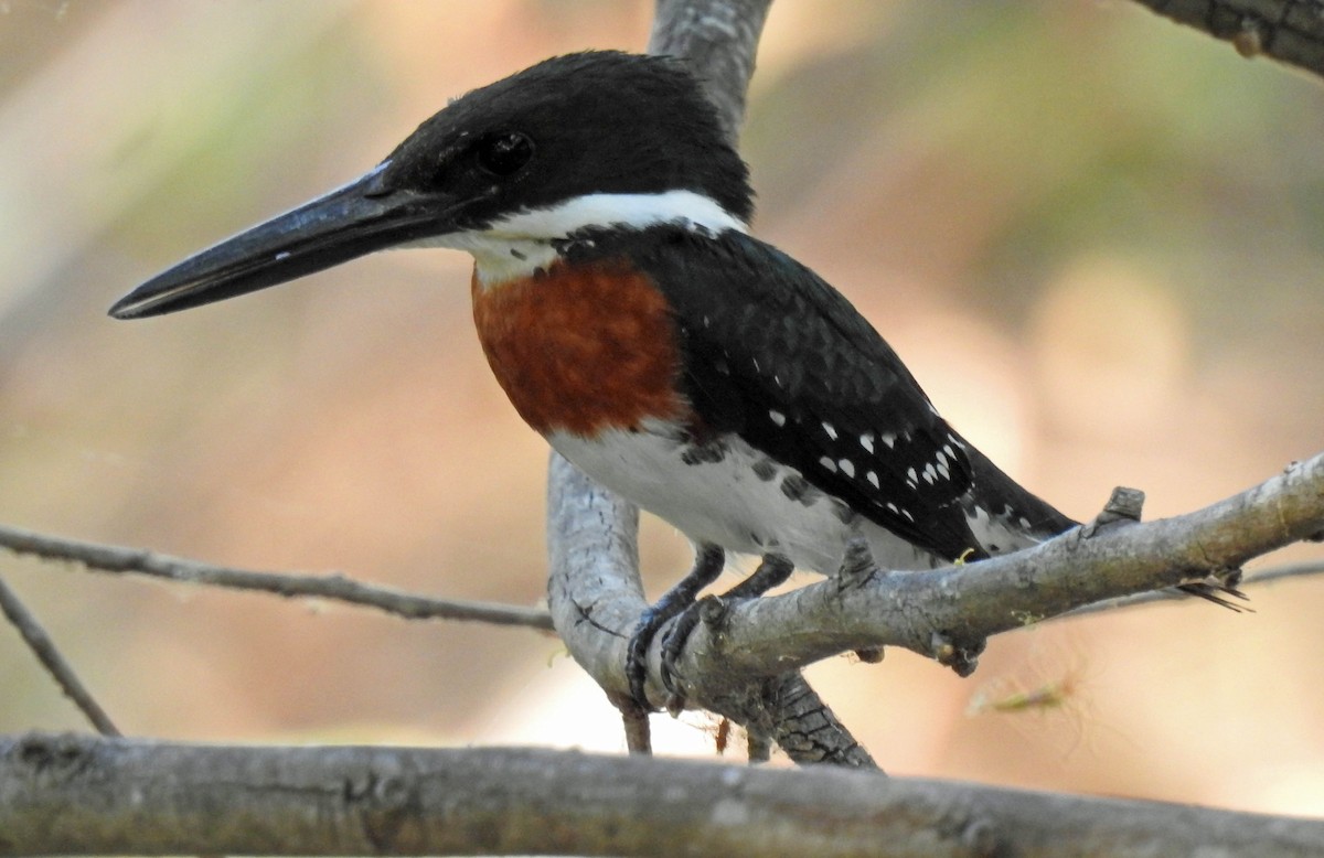 Green Kingfisher - ML228800251