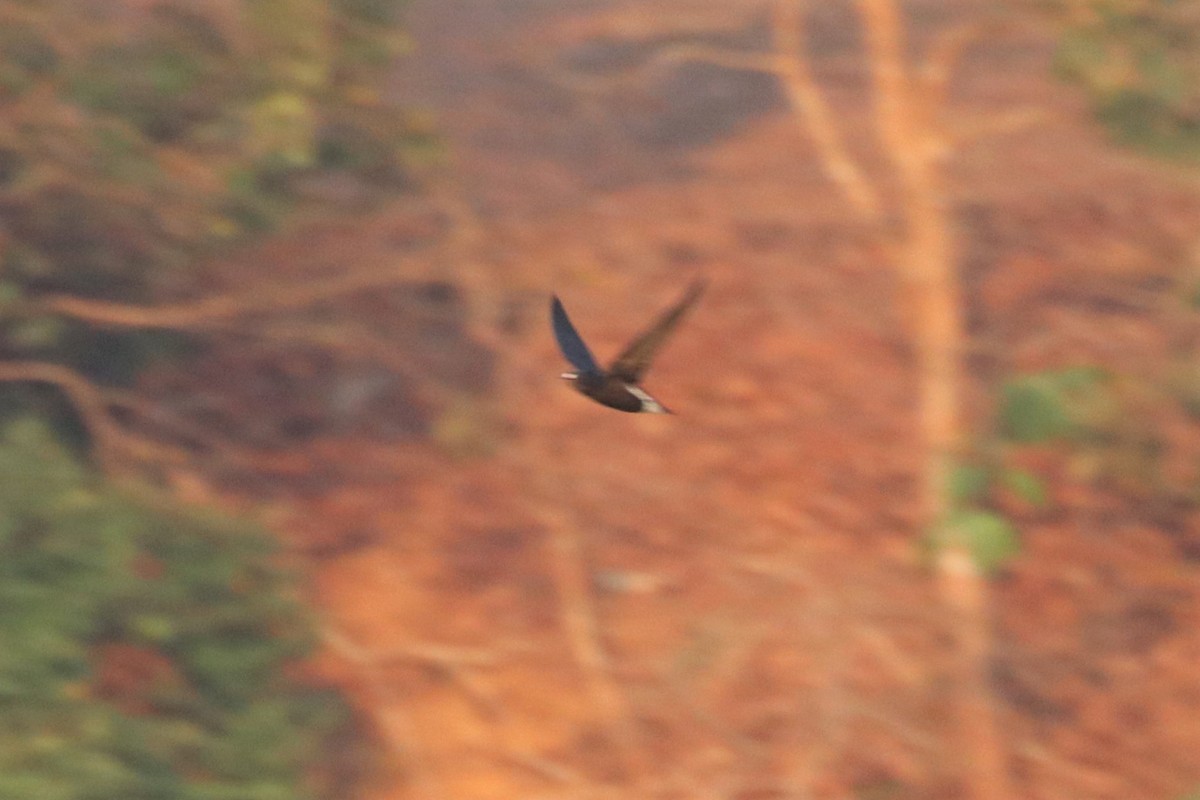 Silver-backed Needletail - ML228800991