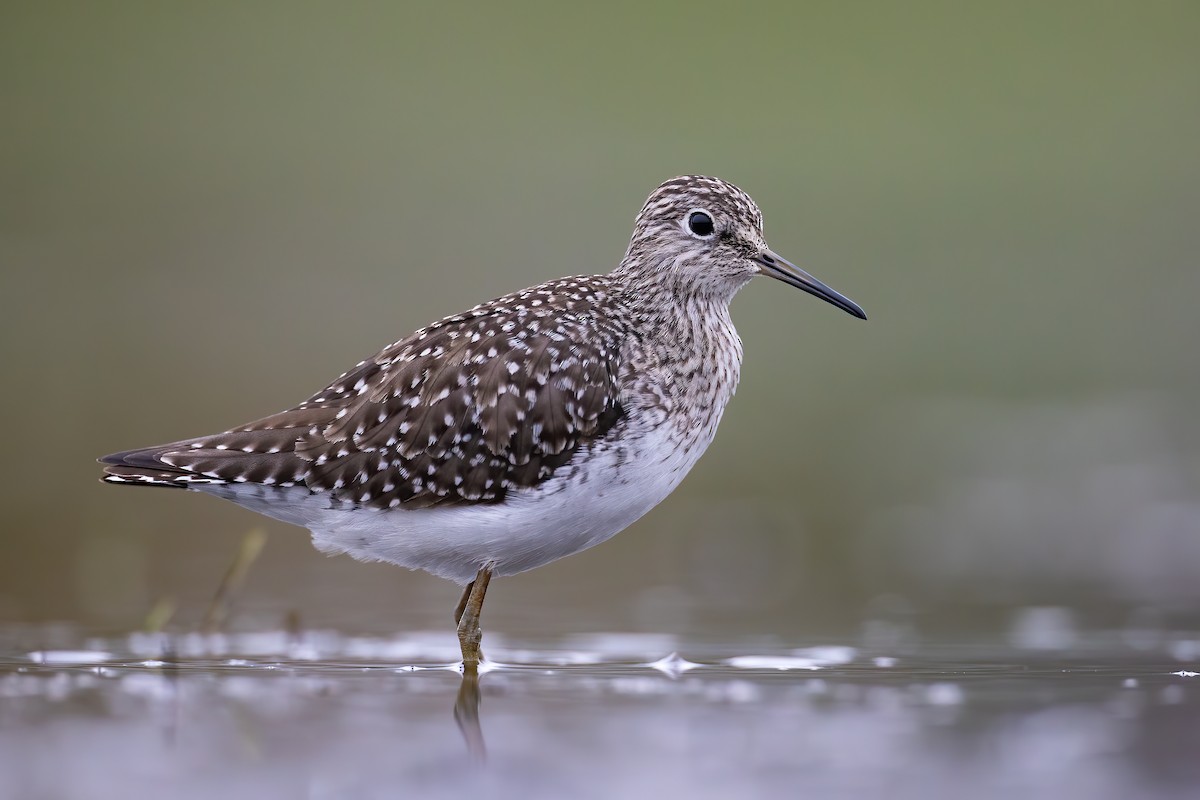 Solitary Sandpiper - ML228801671