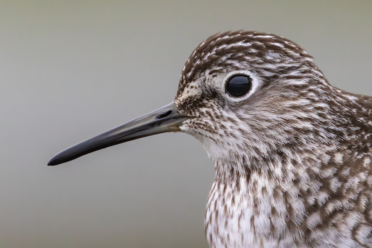 Solitary Sandpiper - ML228802221