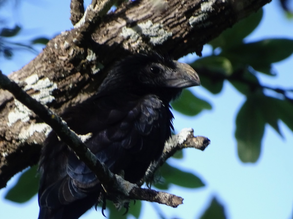 Groove-billed Ani - Cheryl McGrath