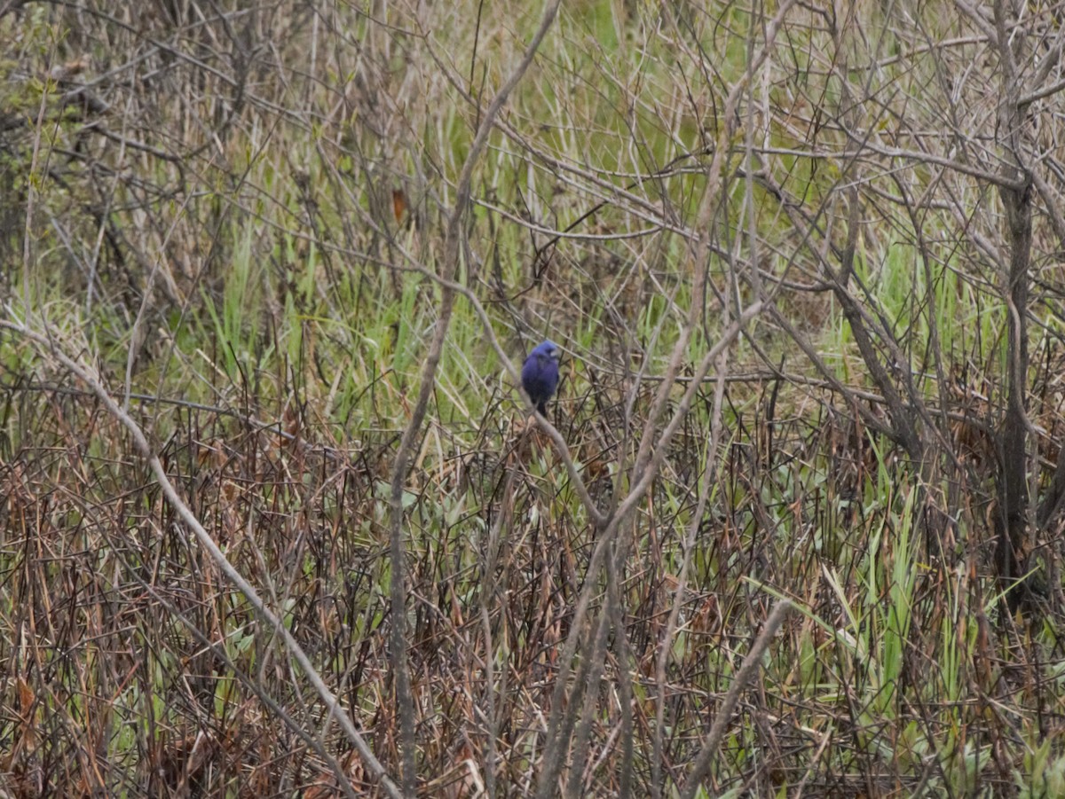 Blue Grosbeak - ML228807431