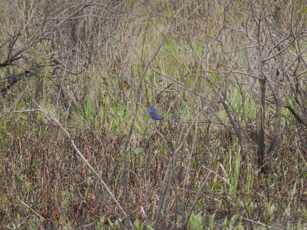Blue Grosbeak - ML228807551