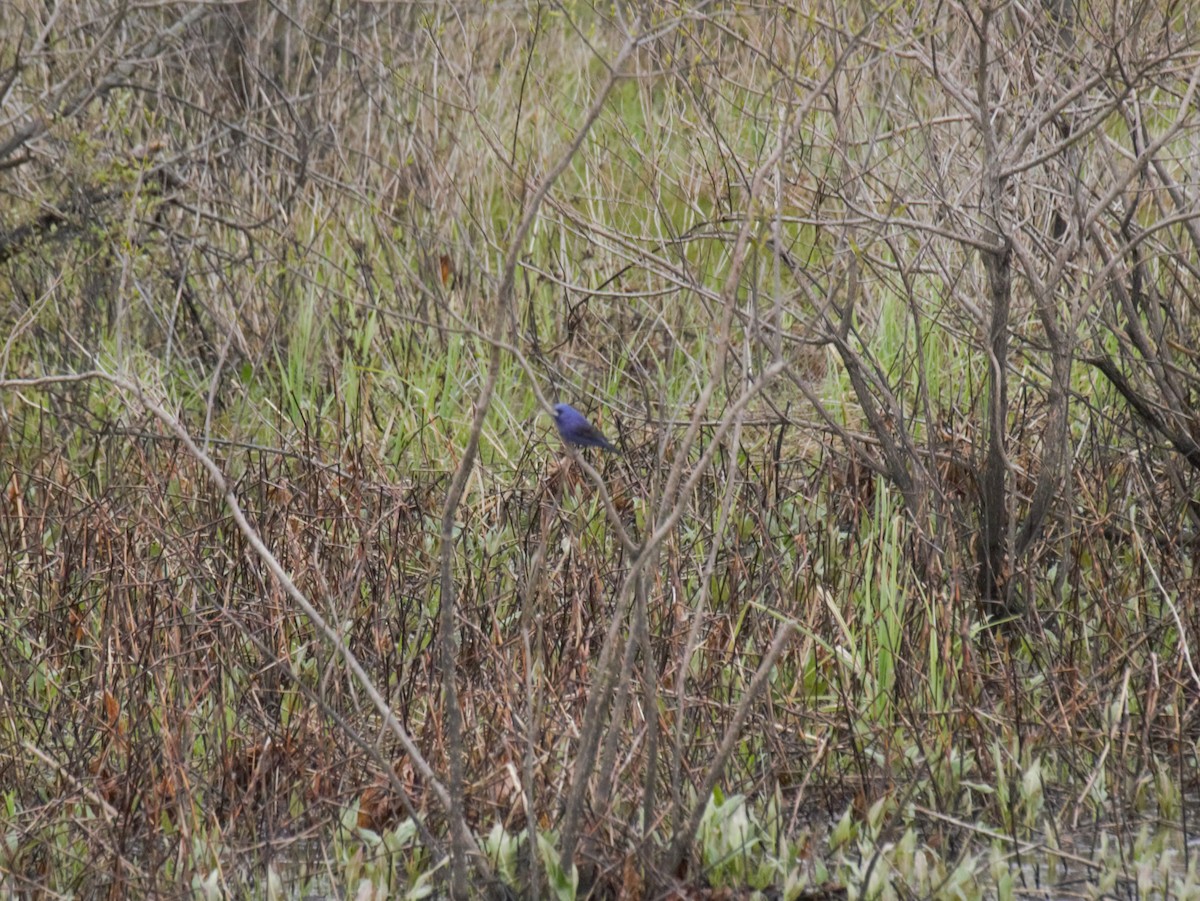 Blue Grosbeak - ML228807581