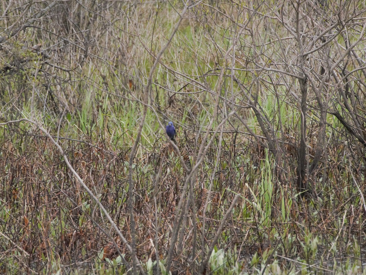 Blue Grosbeak - ML228807591