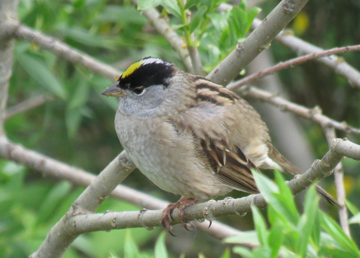 Golden-crowned Sparrow - ML228808031