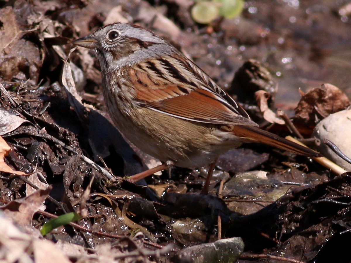 Swamp Sparrow - ML228808901