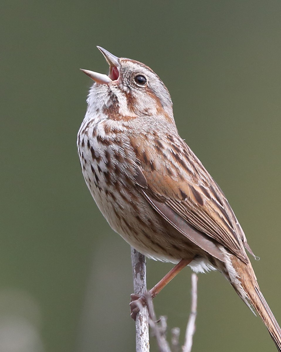 Song Sparrow - ML228809521