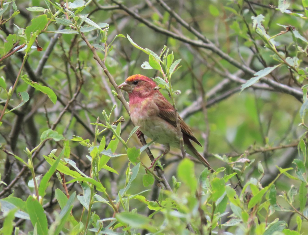 Purpurgimpel (californicus) - ML228811271