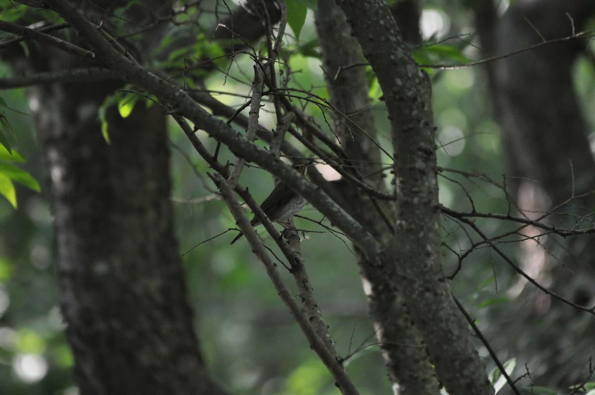 Swainson's Thrush - Michael Pease