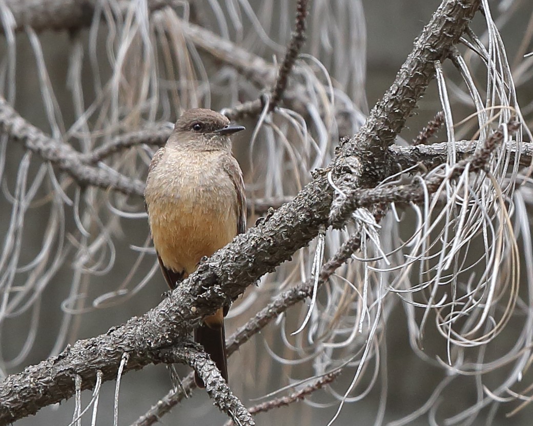 Say's Phoebe - ML228811821