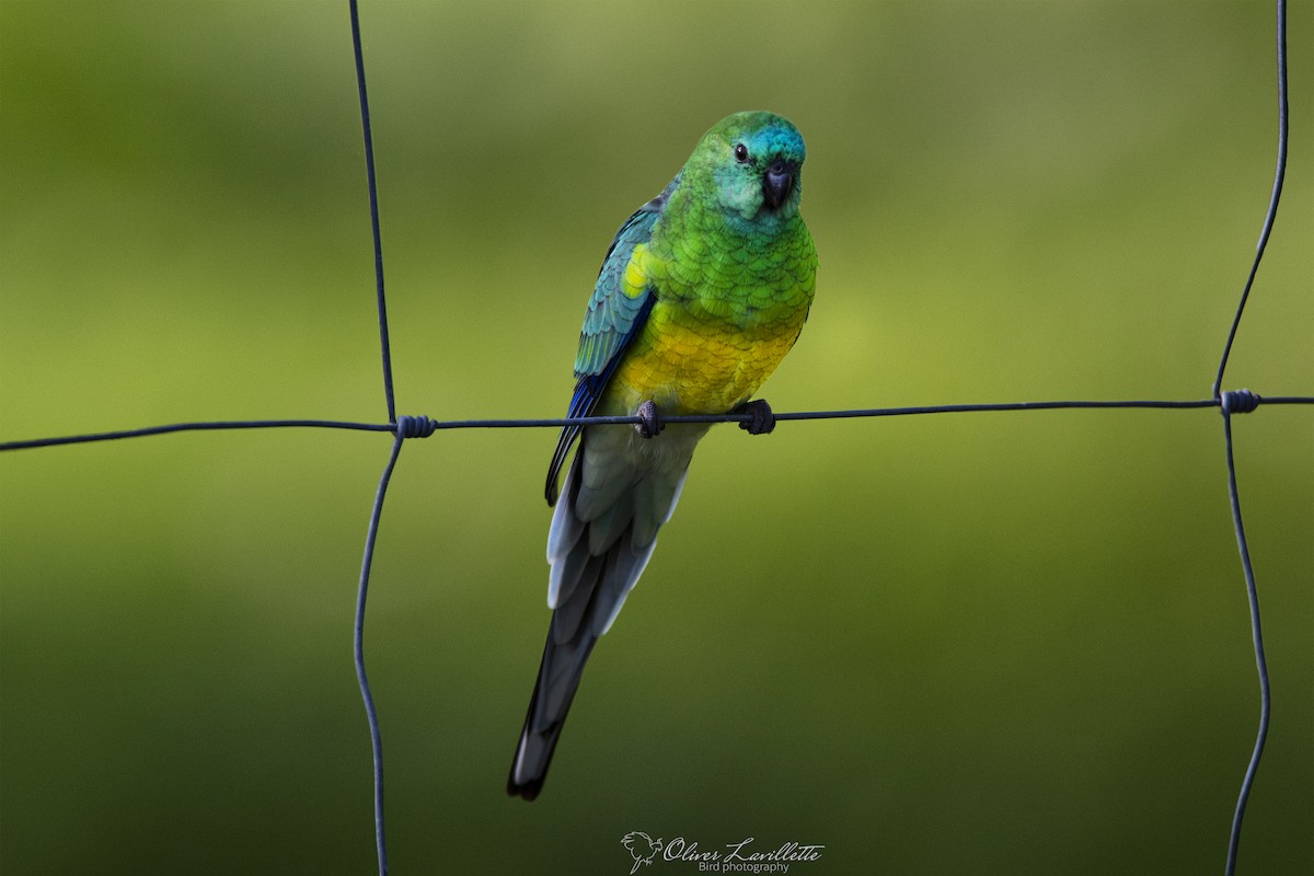 Red-rumped Parrot - ML228811951