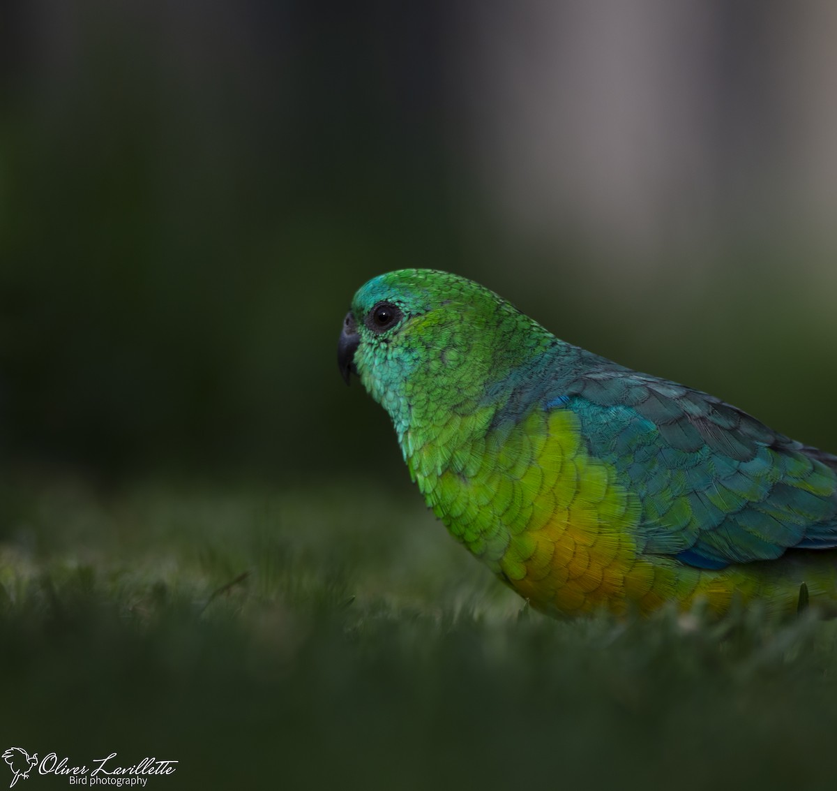 Red-rumped Parrot - ML228812081