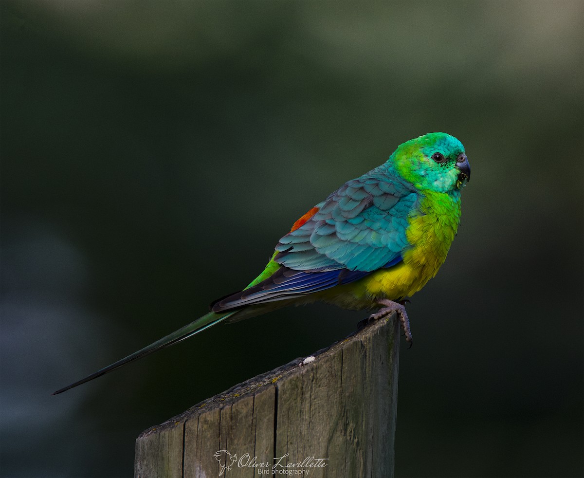 Red-rumped Parrot - ML228812331