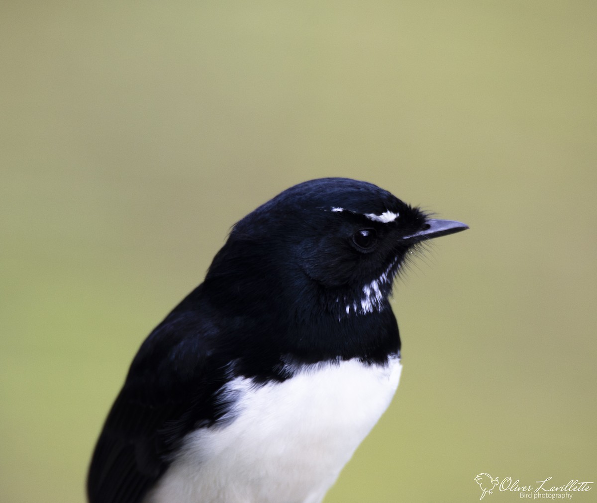 Willie-wagtail - ML228812421