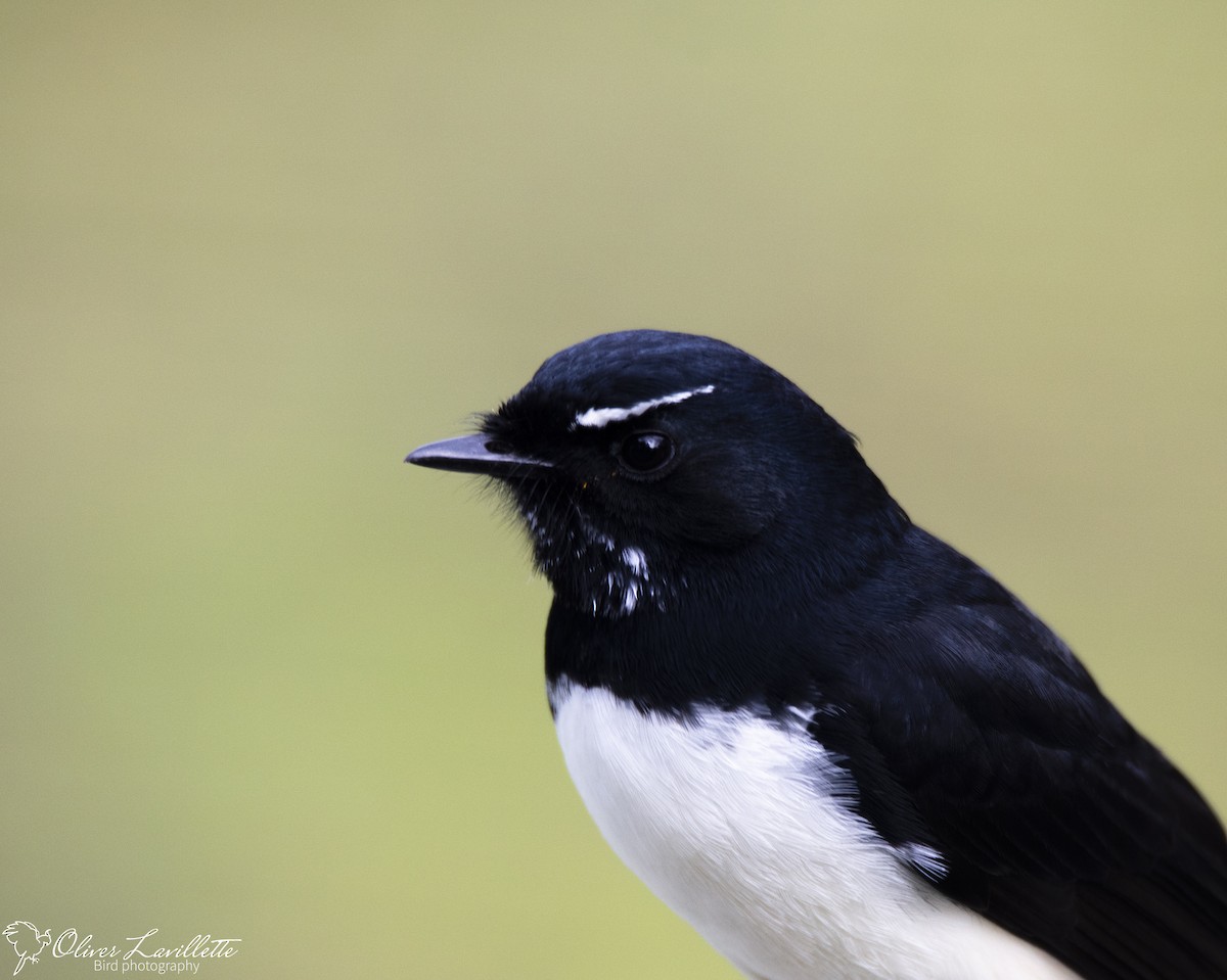 Willie-wagtail - ML228812431