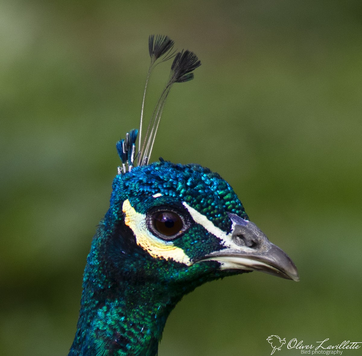 Indian Peafowl (Domestic type) - ML228812481