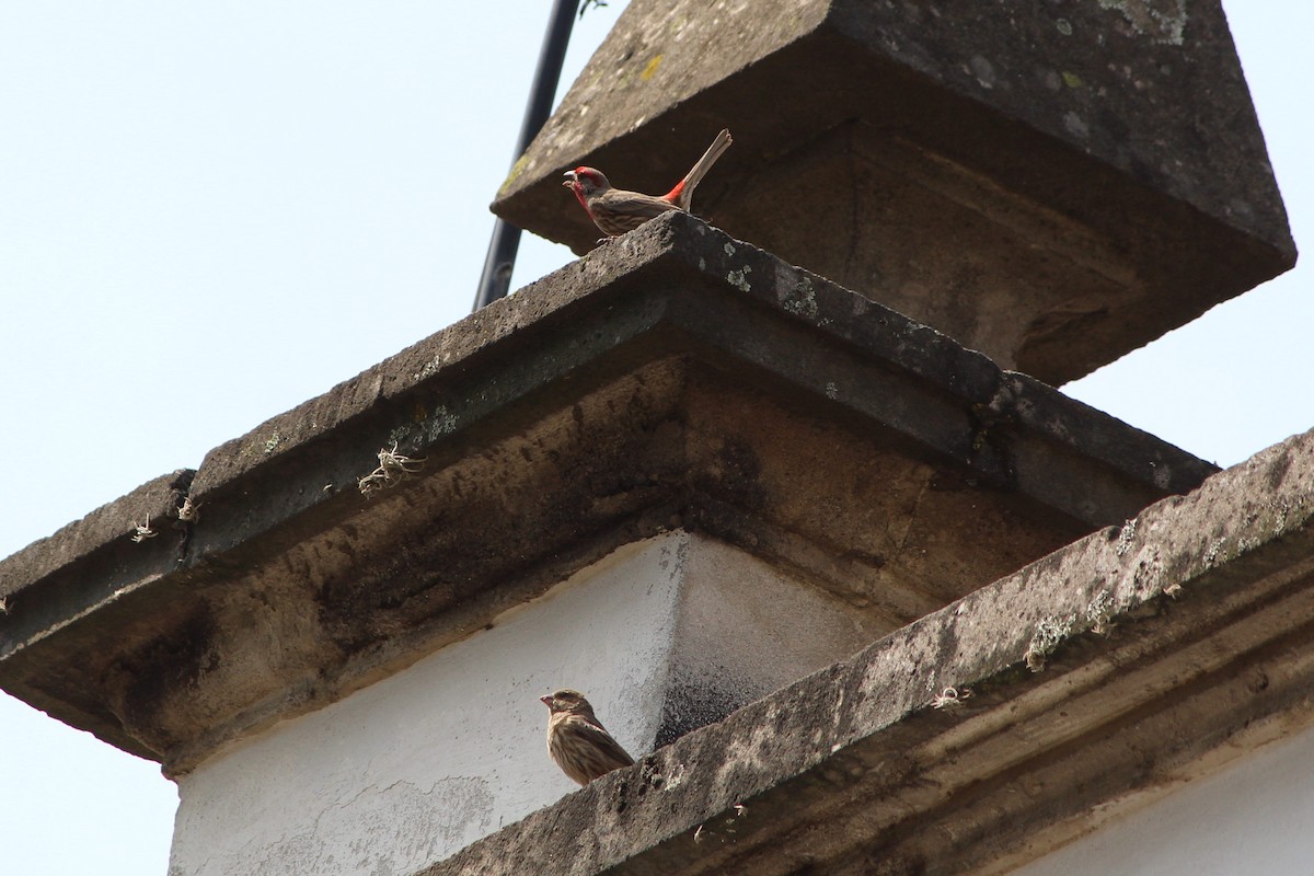 House Finch - ML228814921