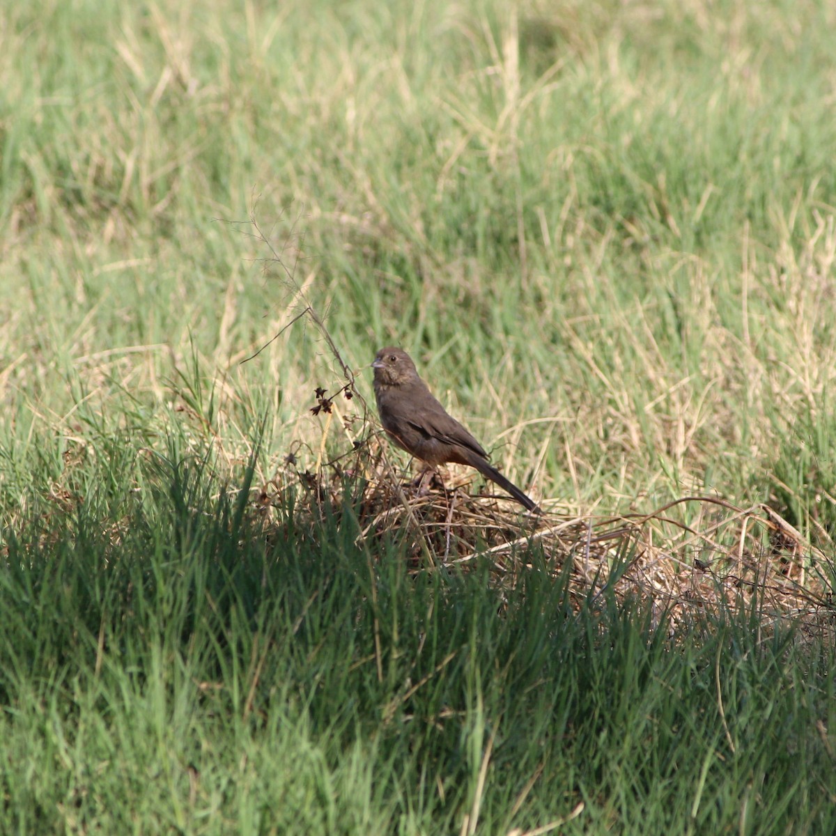 Canyon Towhee - ML228815191