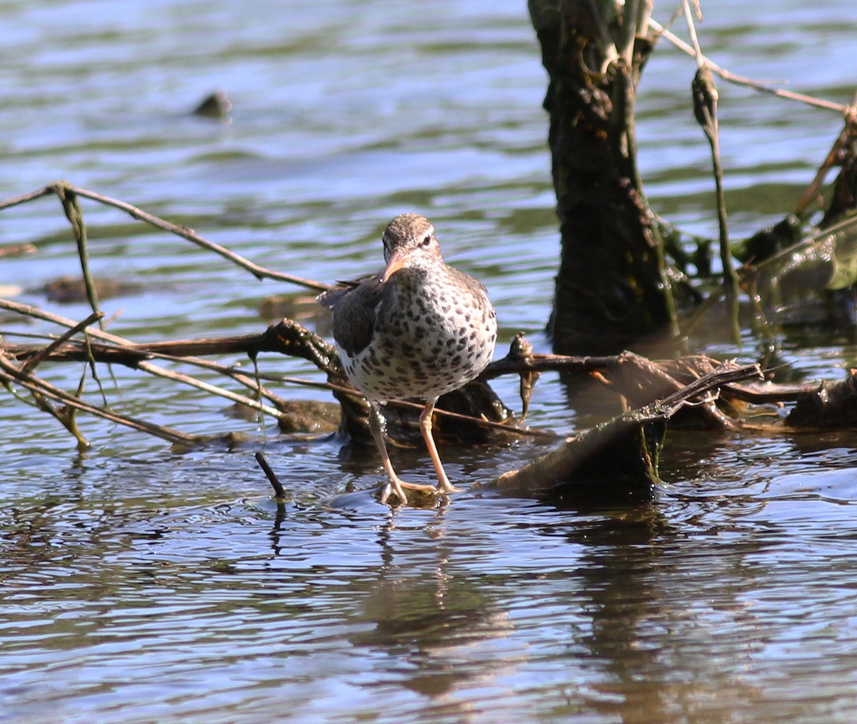 Spotted Sandpiper - ML228816641