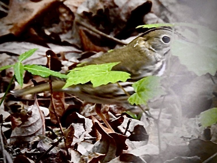 lesňáček zlatohlavý - ML228819431