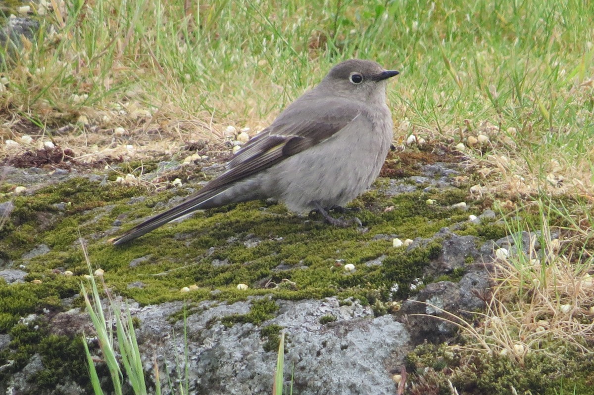 Townsend's Solitaire - ML228821201