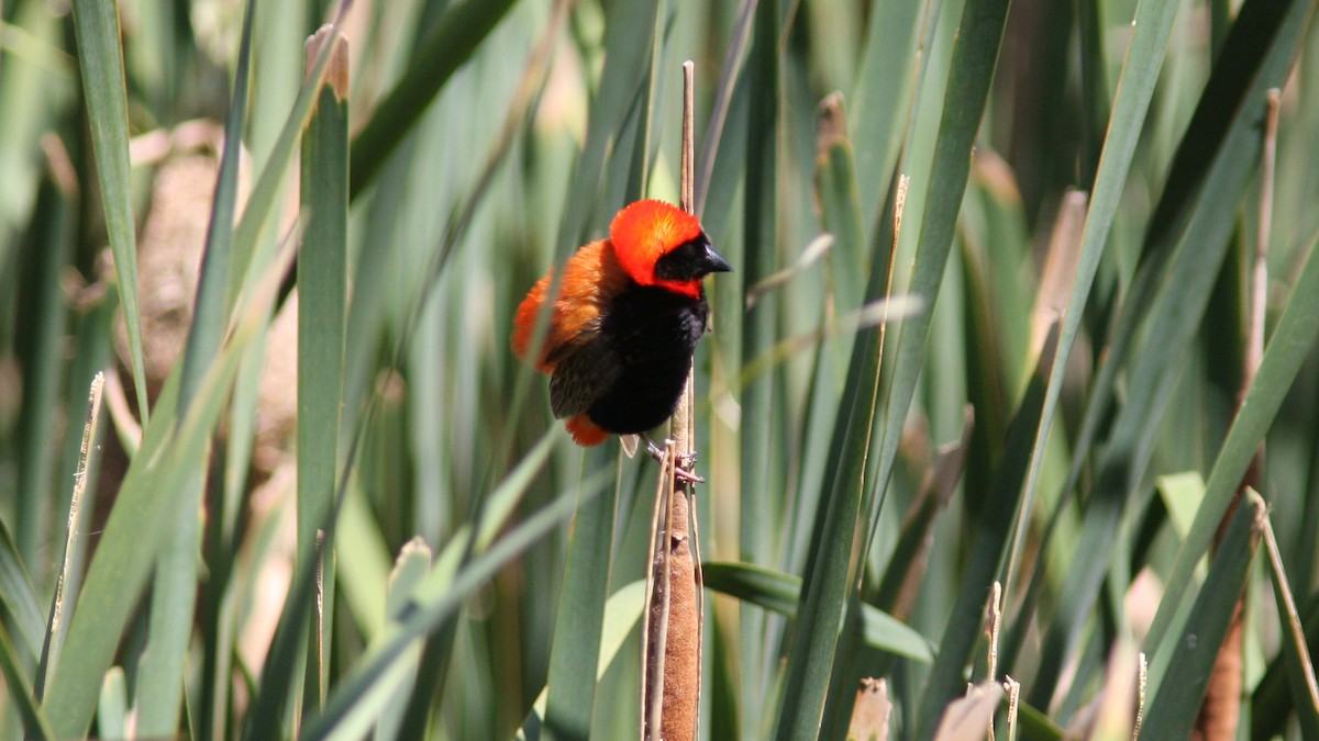 Southern Red Bishop - ML22882341