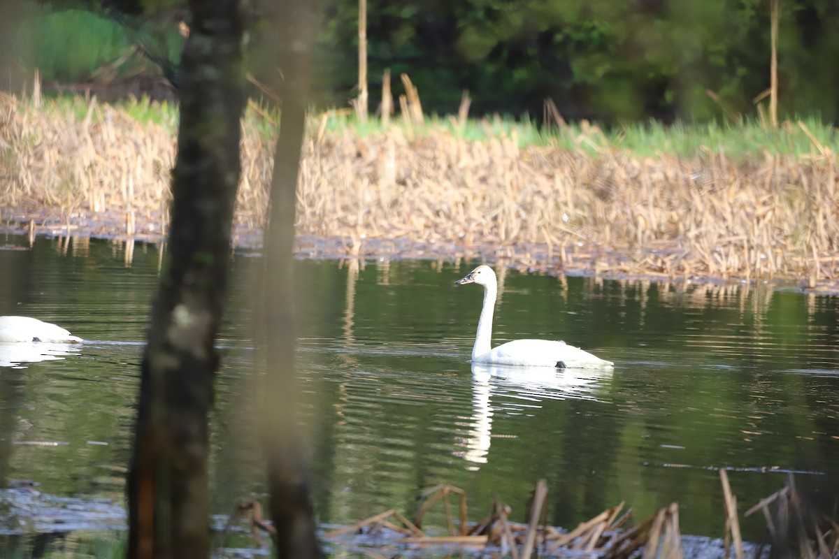 Tundra Swan - ML228823651