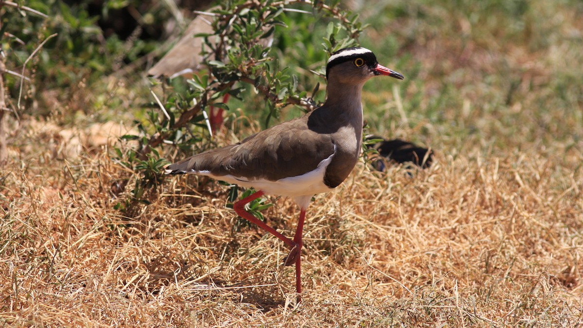 Crowned Lapwing - ML22882441