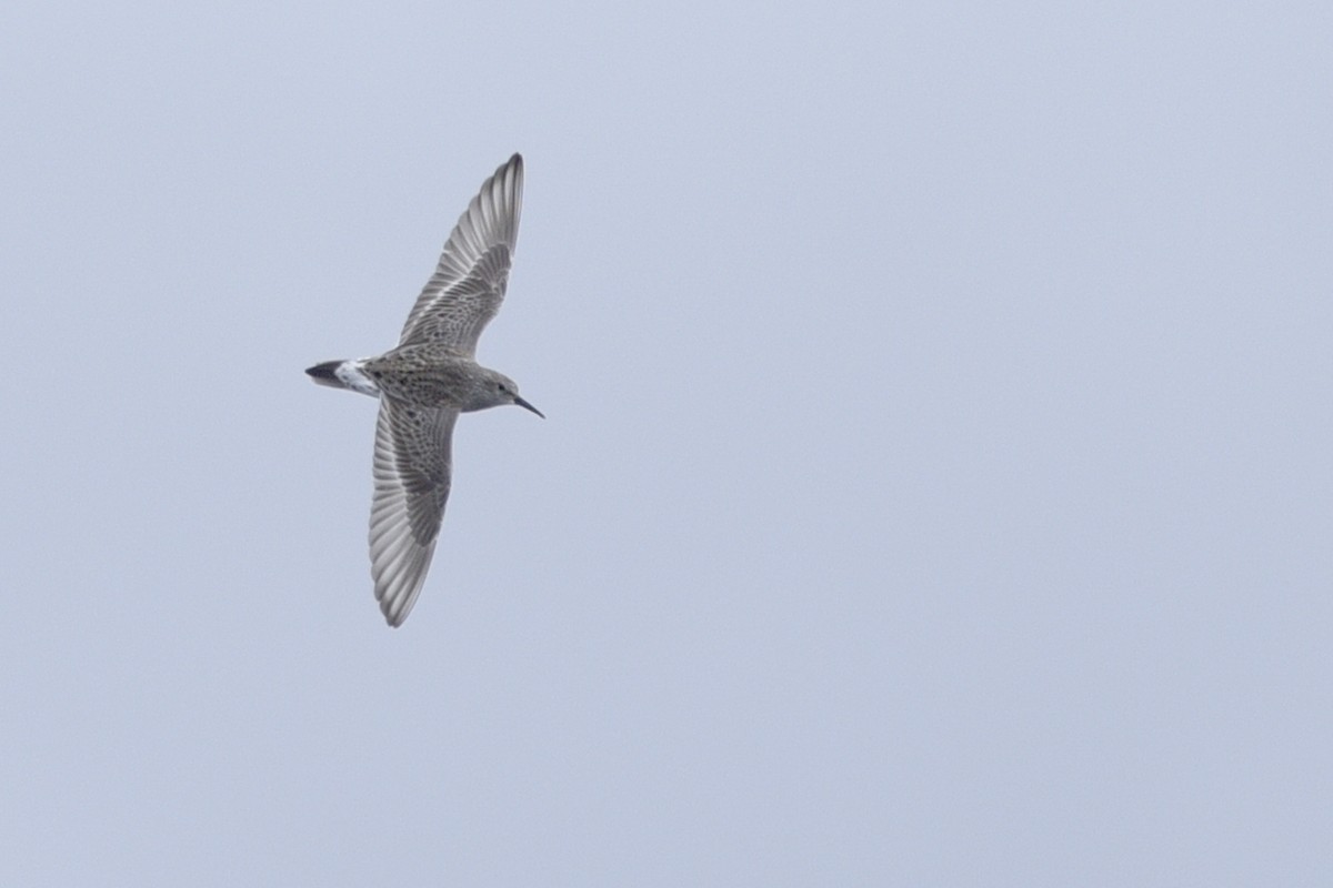 White-rumped Sandpiper - Daniel Irons