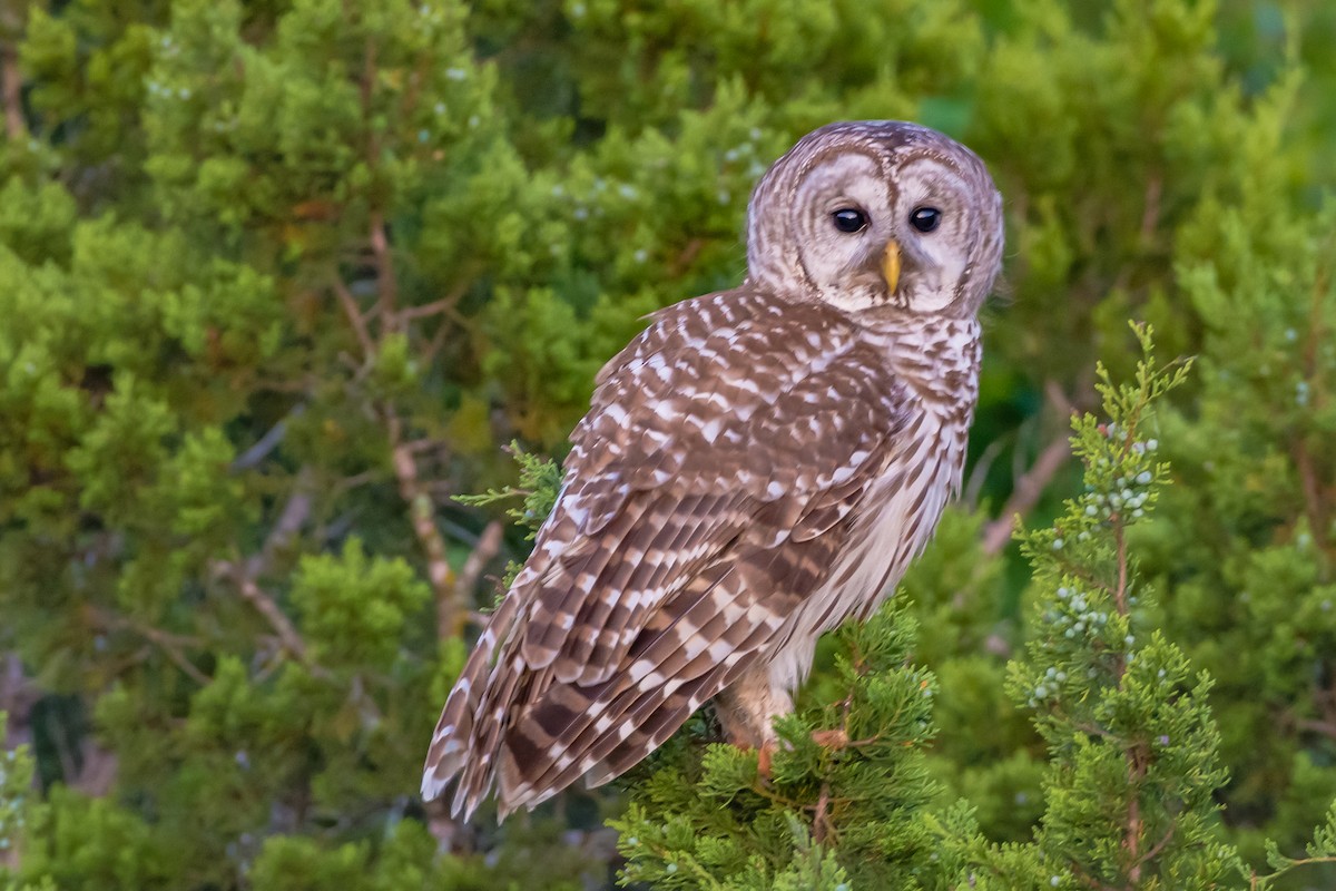 Barred Owl - ML228825951