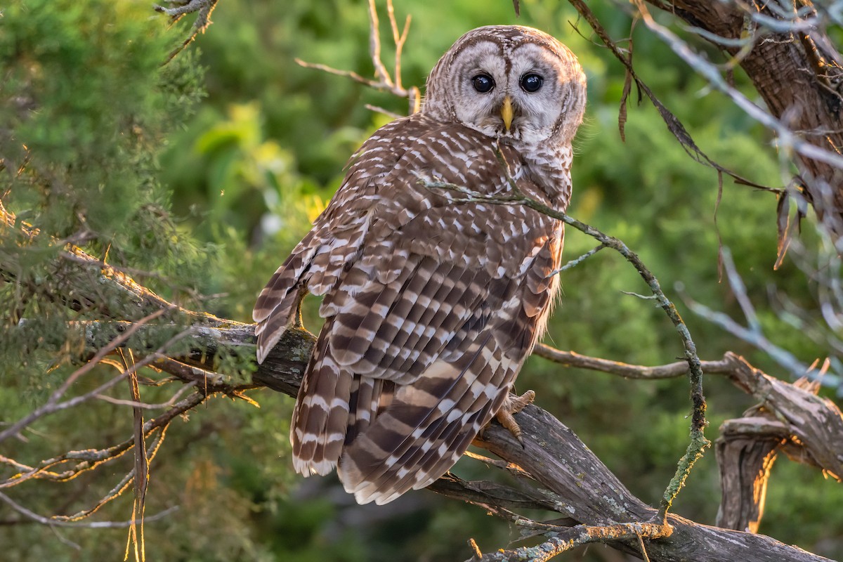 Barred Owl - ML228826021