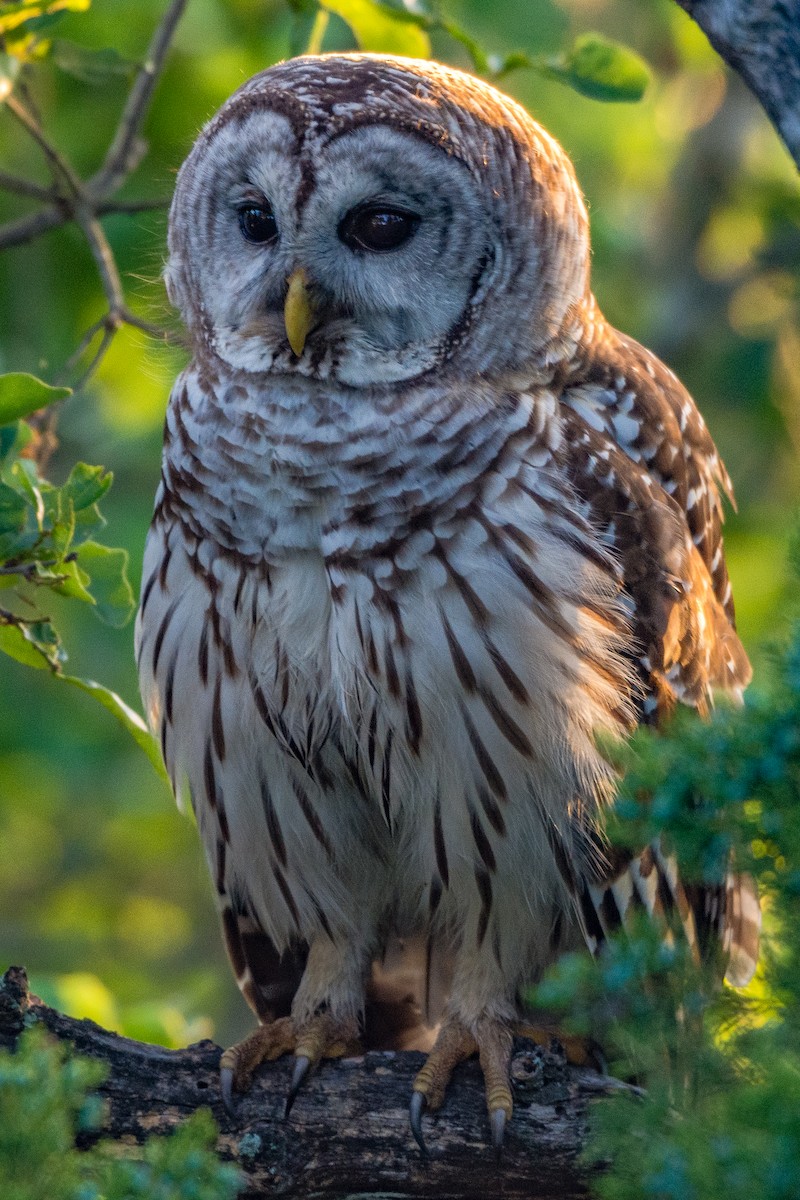 Barred Owl - ML228826051