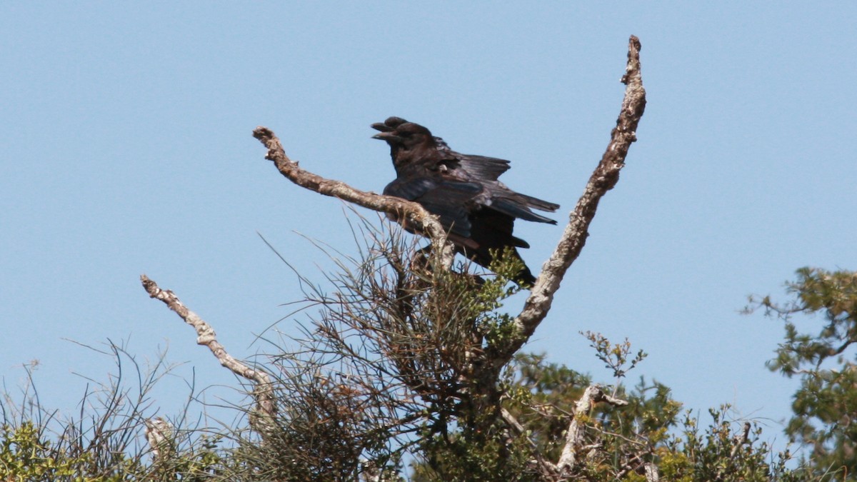 Cape Crow - ML22882651