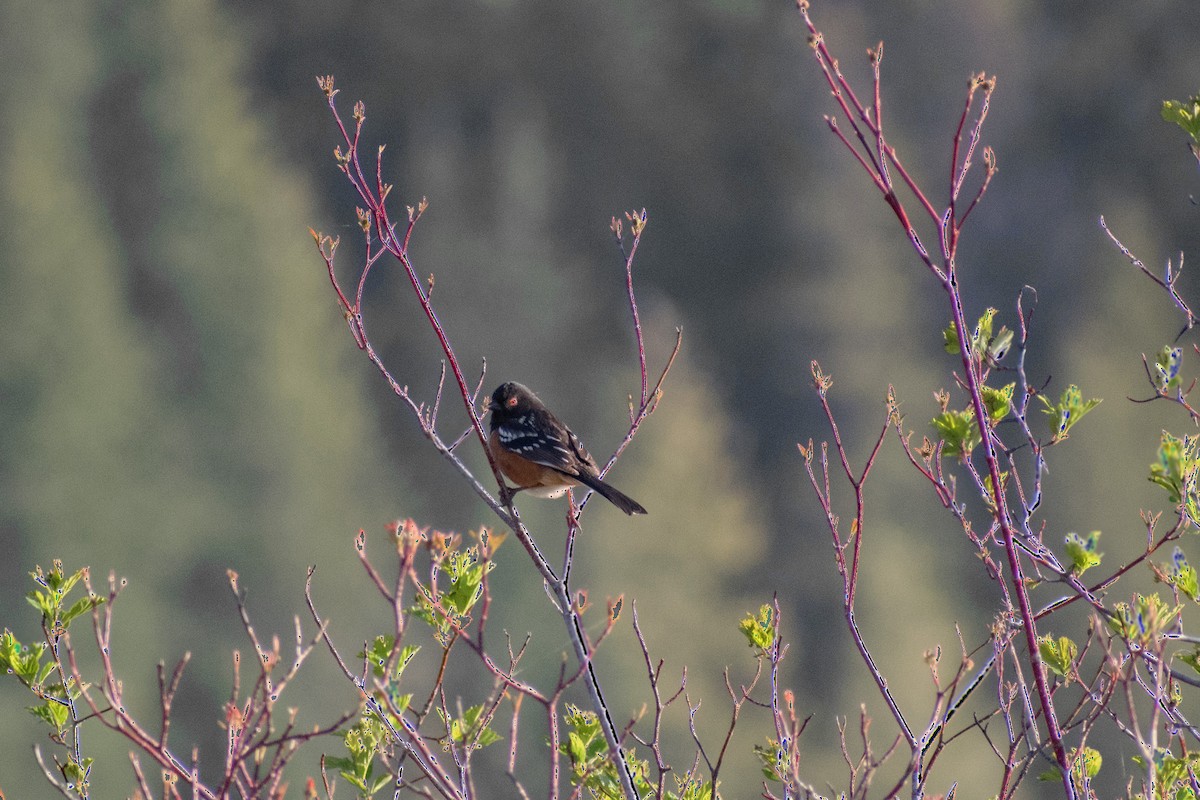 Spotted Towhee - ML228830011