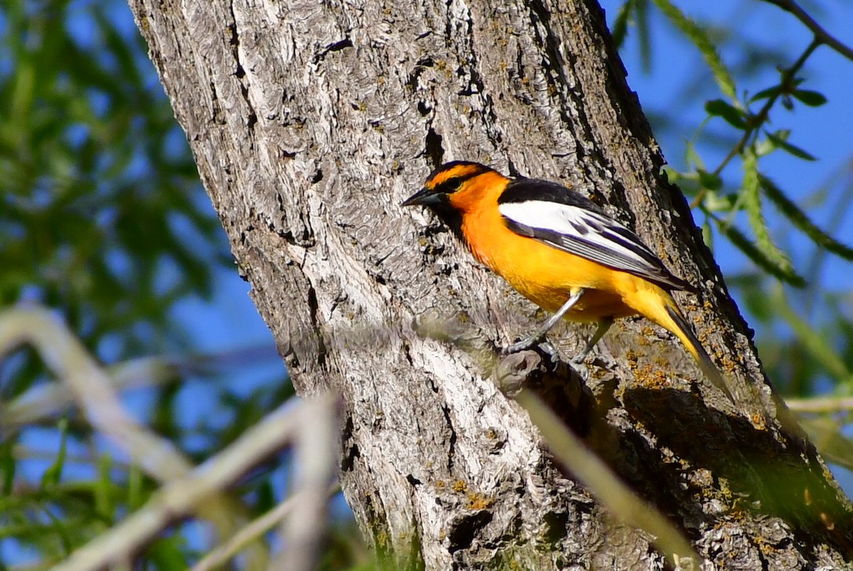 Bullock's Oriole - ML228830071