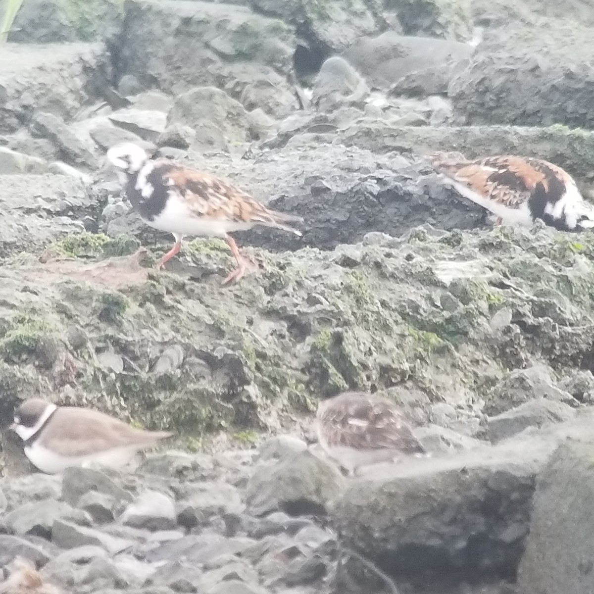 Ruddy Turnstone - Donald Pendleton