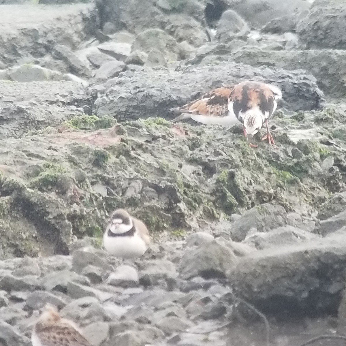 Semipalmated Plover - ML228839421