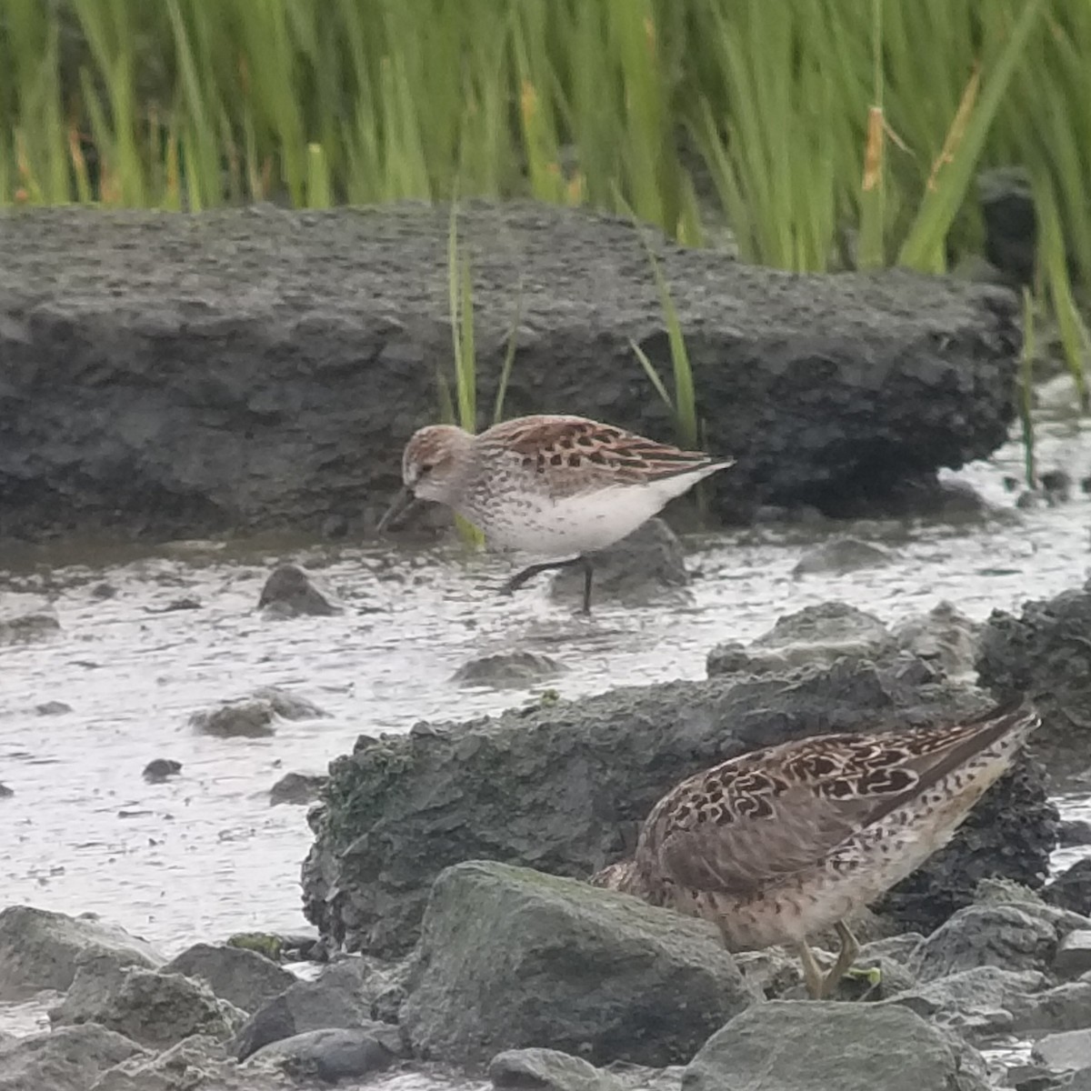 Western Sandpiper - ML228839561