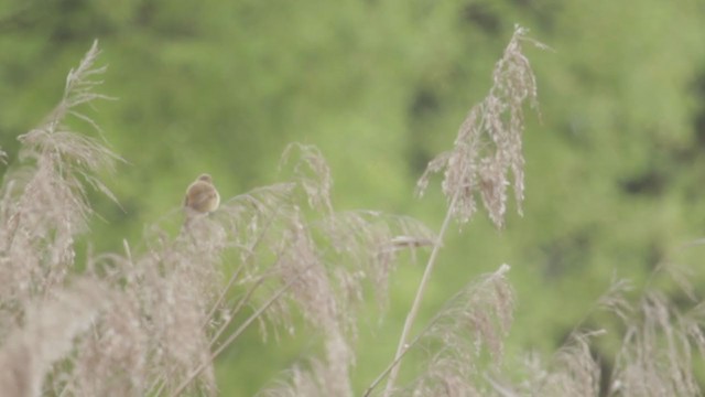 Australian Reed Warbler - ML228841091