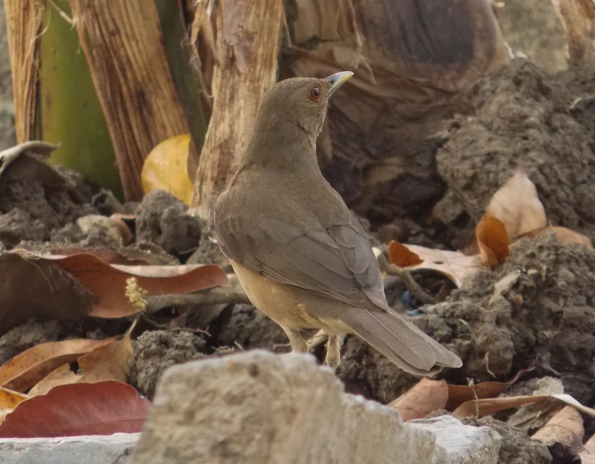 Clay-colored Thrush - Victor Gamez
