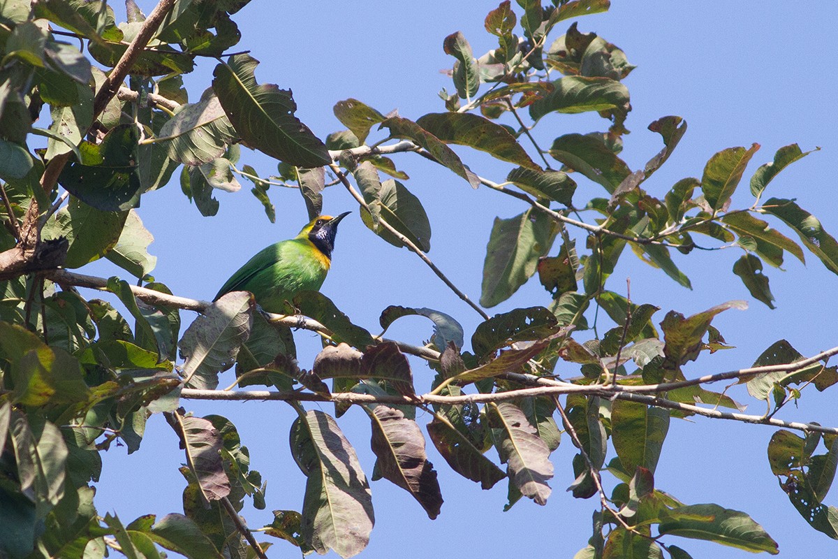 Golden-fronted Leafbird - ML228842441