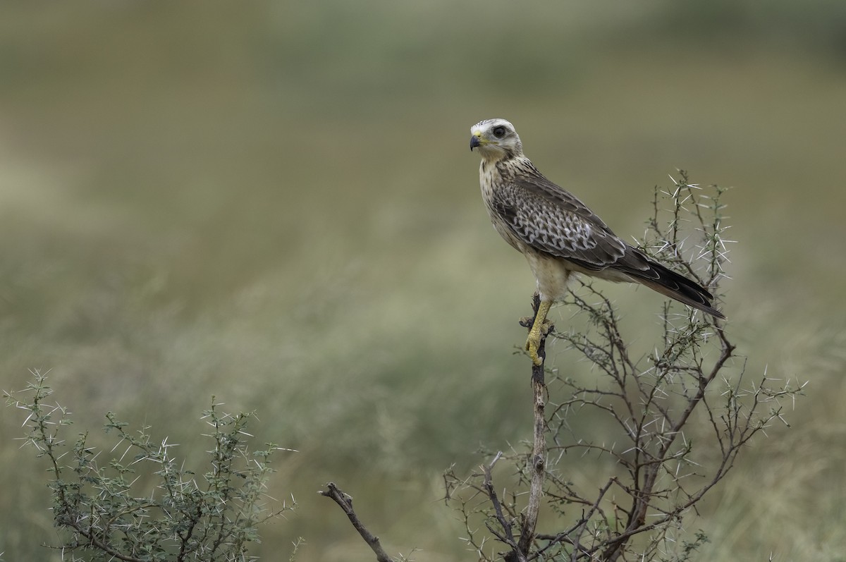 White-eyed Buzzard - ML228843041