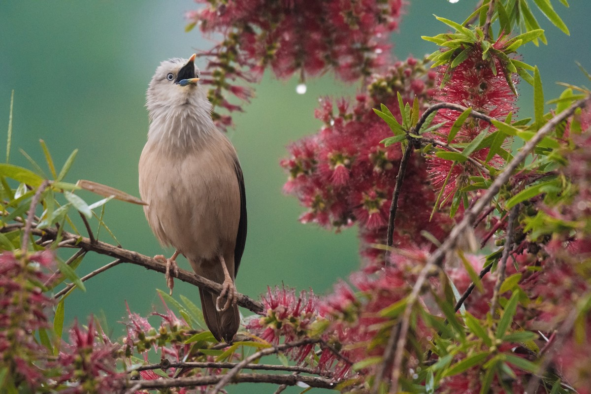 Chestnut-tailed Starling - Ian Hearn
