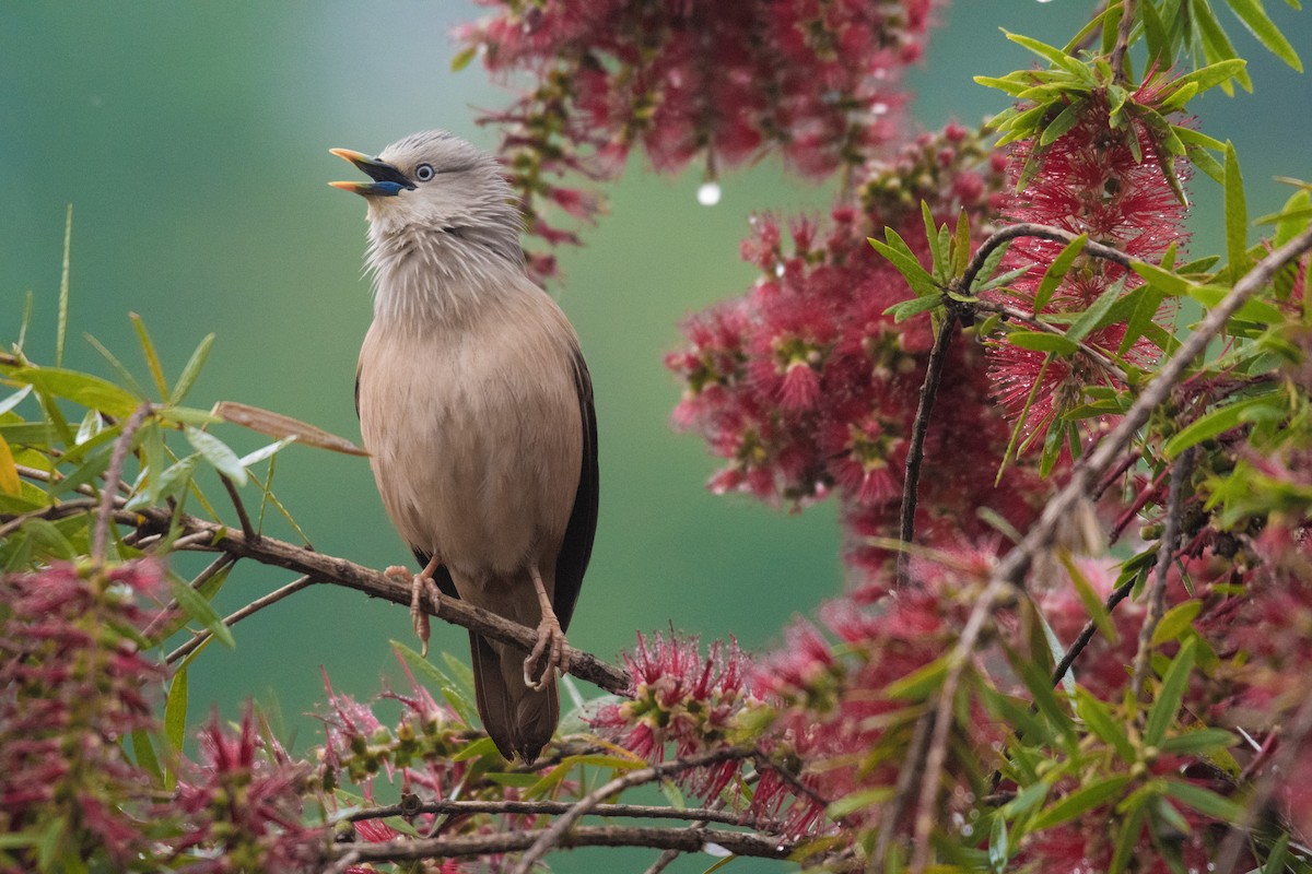 Chestnut-tailed Starling - ML228843731