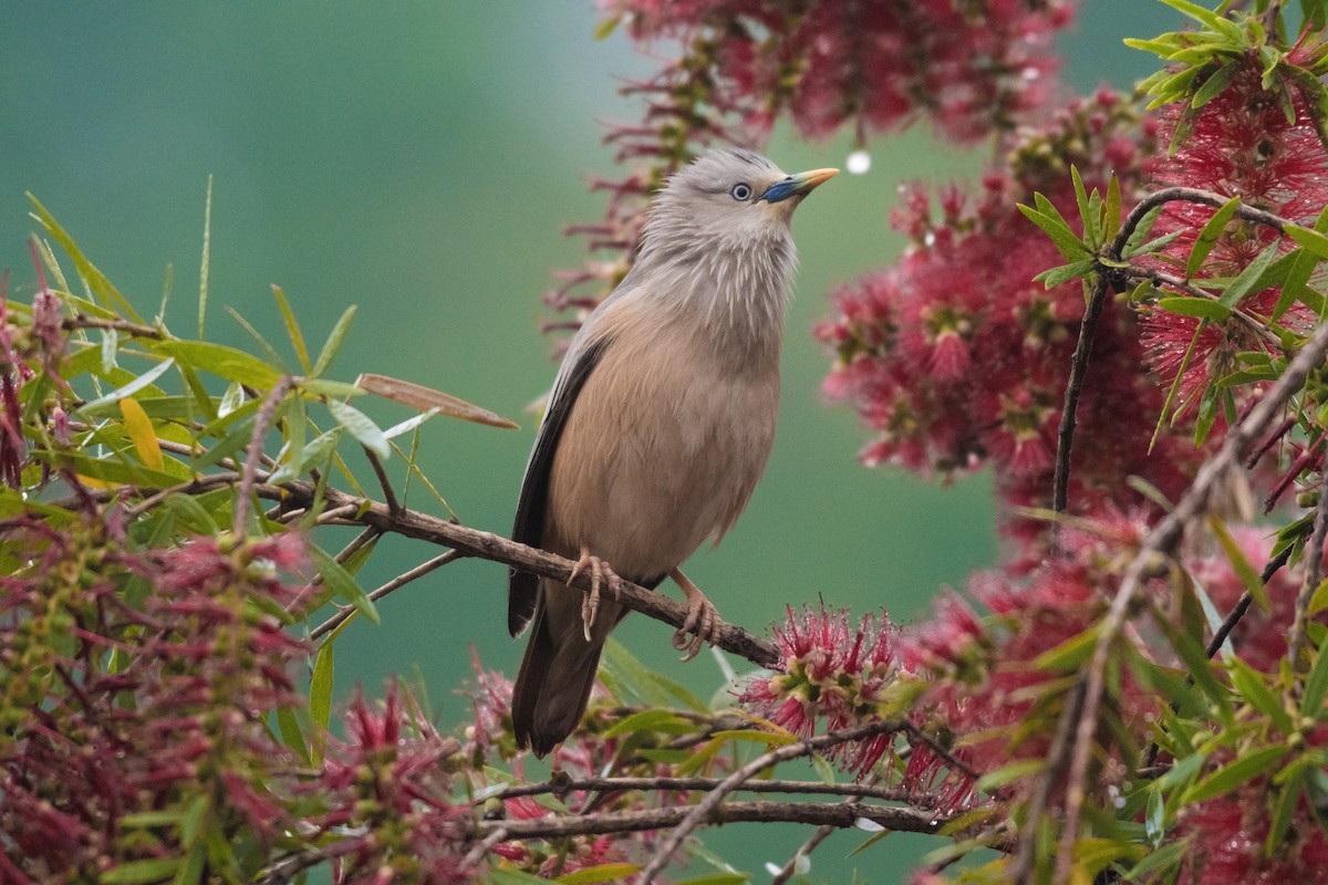 Chestnut-tailed Starling - Ian Hearn