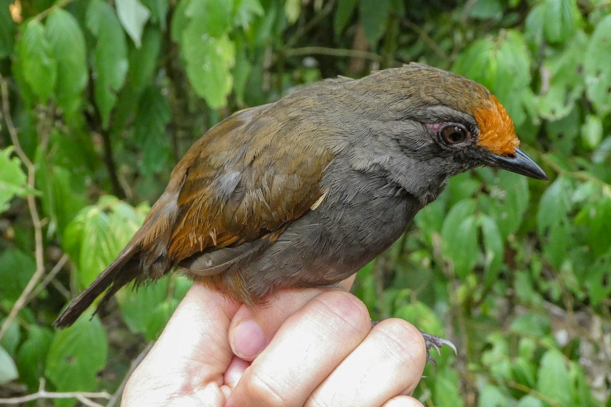 Rufous-fronted Antthrush - ML228845441